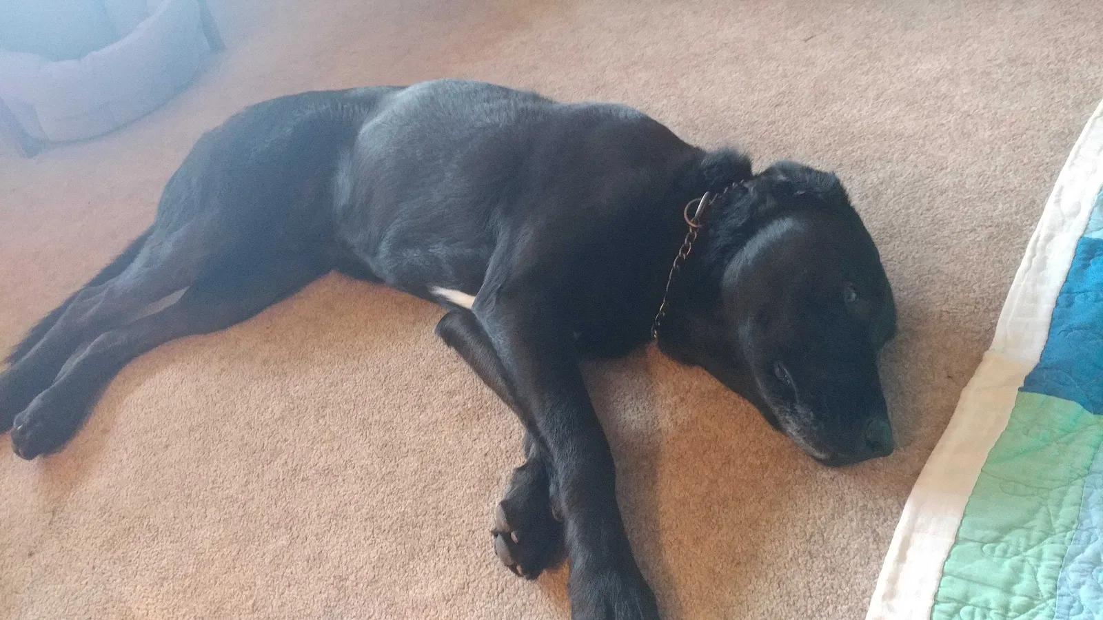 Lost dog in Quemado, NM, 87829
