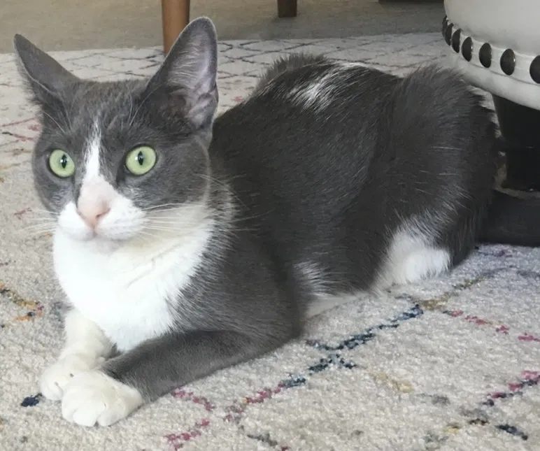 Lost cat in Roseville, CA, 95661