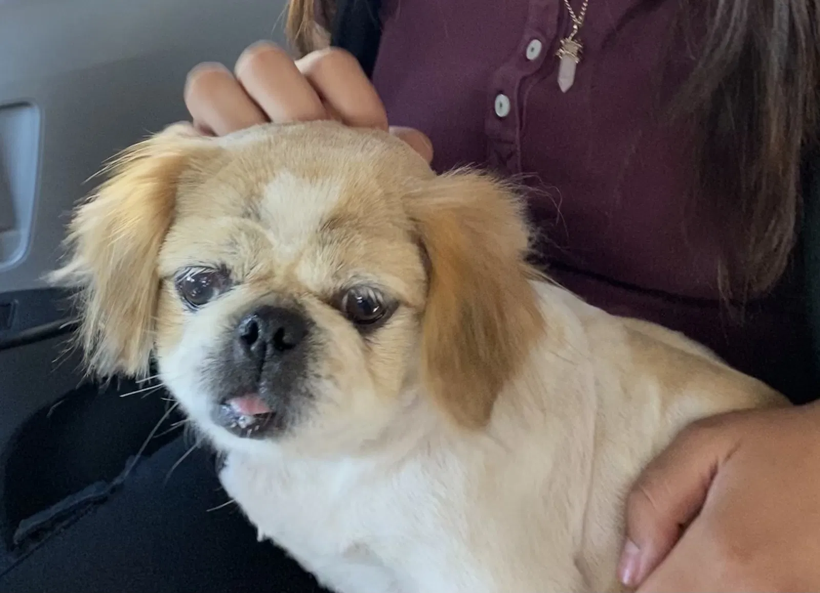 Lost dog in Burbank, CA, 91506