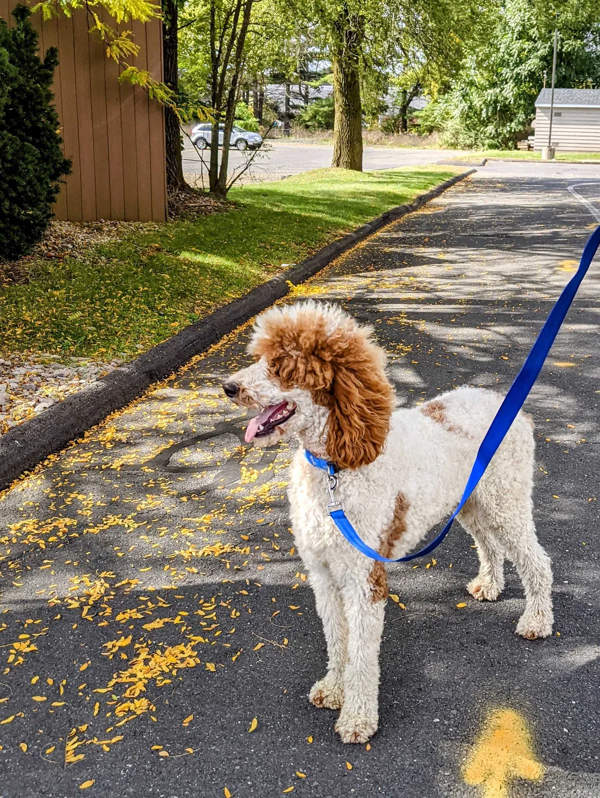 Lost dog in Grafton, WV, 26354