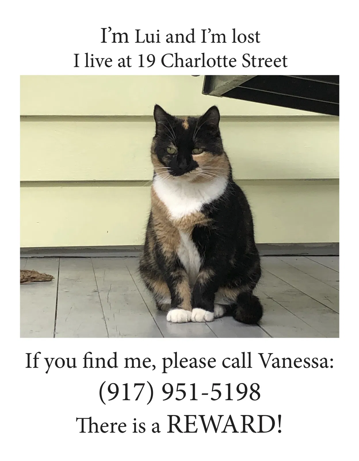 Lost cat in Charleston, SC, 29403