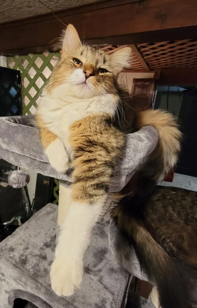 Lost cat in Clarkston, MI, 48348