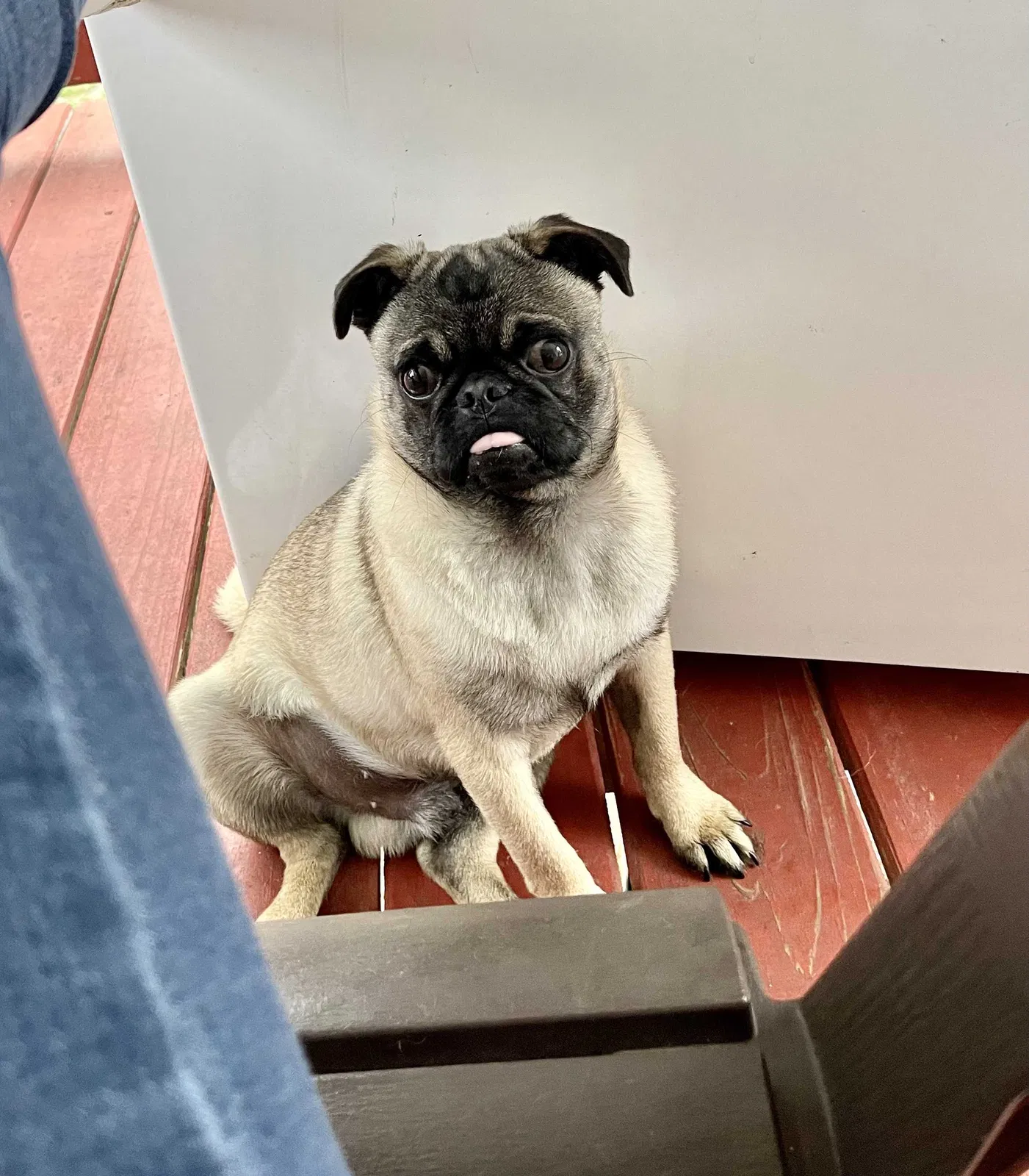 Lost dog in Sanford, NC, 27330