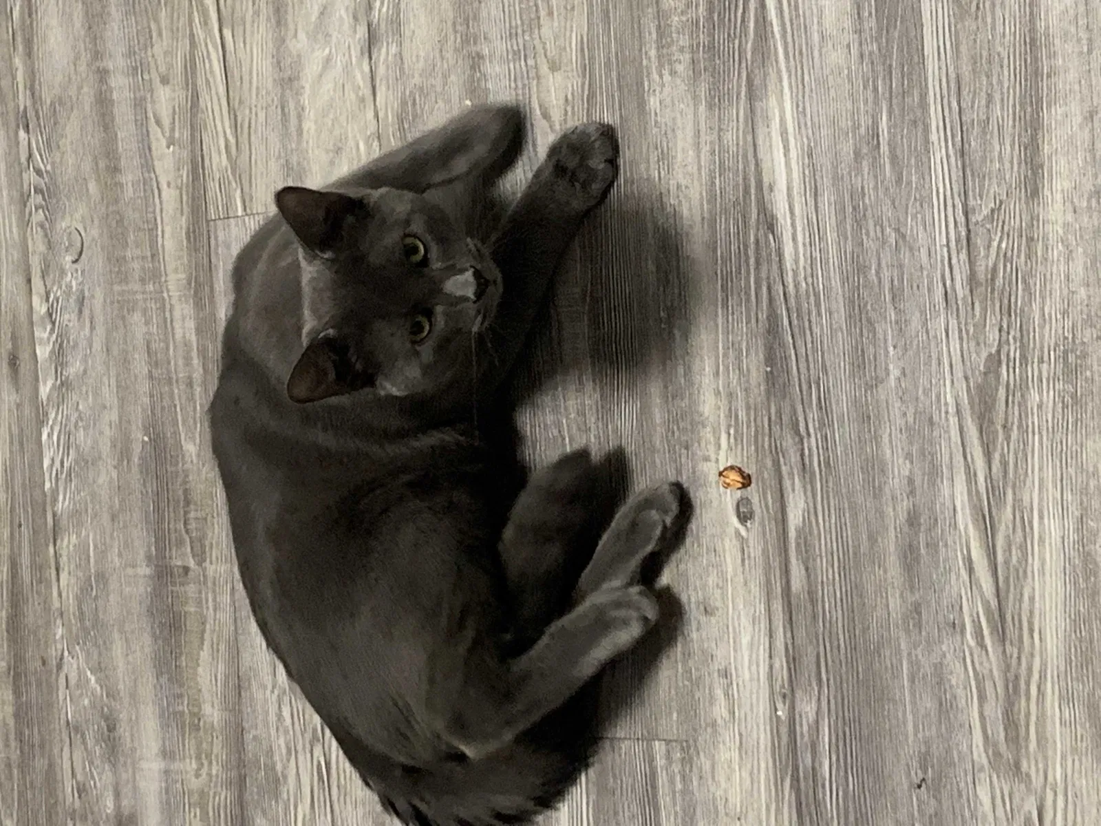 Lost cat in Glendale, AZ, 85312