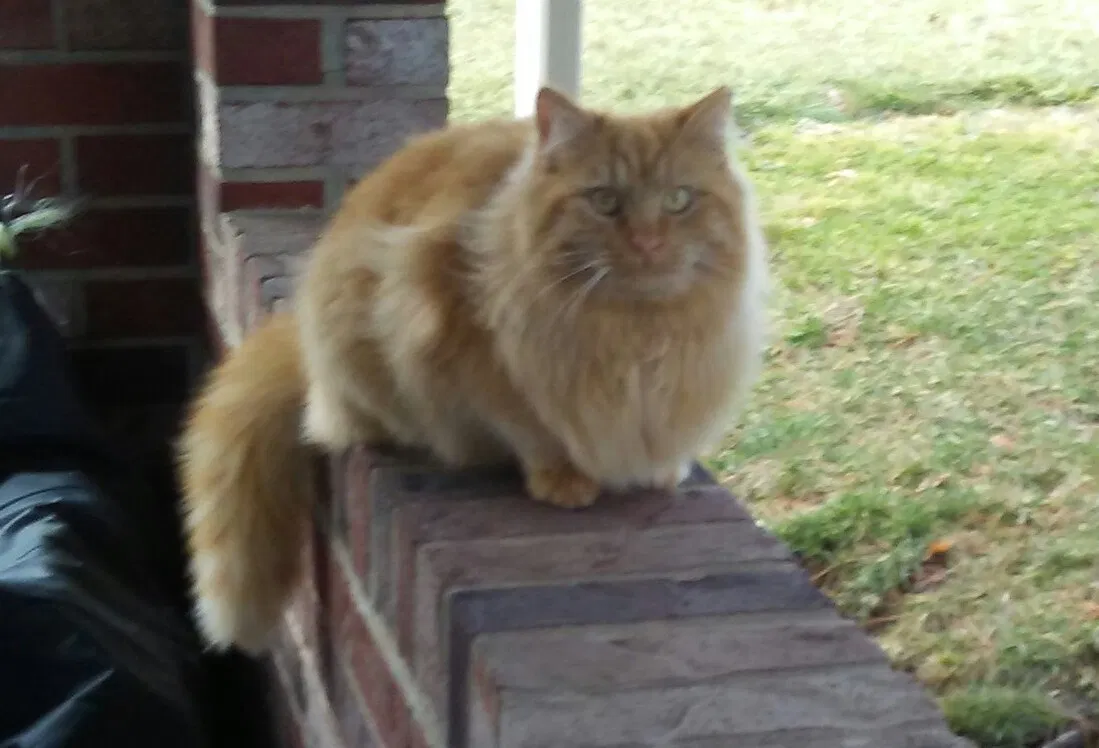 Lost cat in Pittsburgh, PA, 15236
