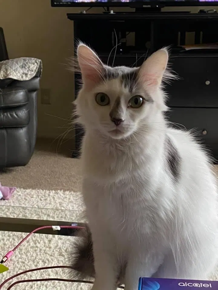 Lost cat in Waterford, MI, 48327