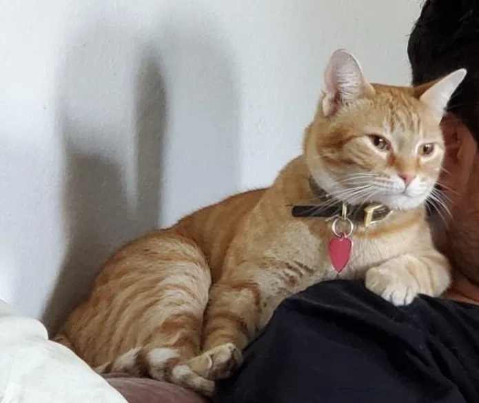 Lost cat in Baytown, TX, 77523