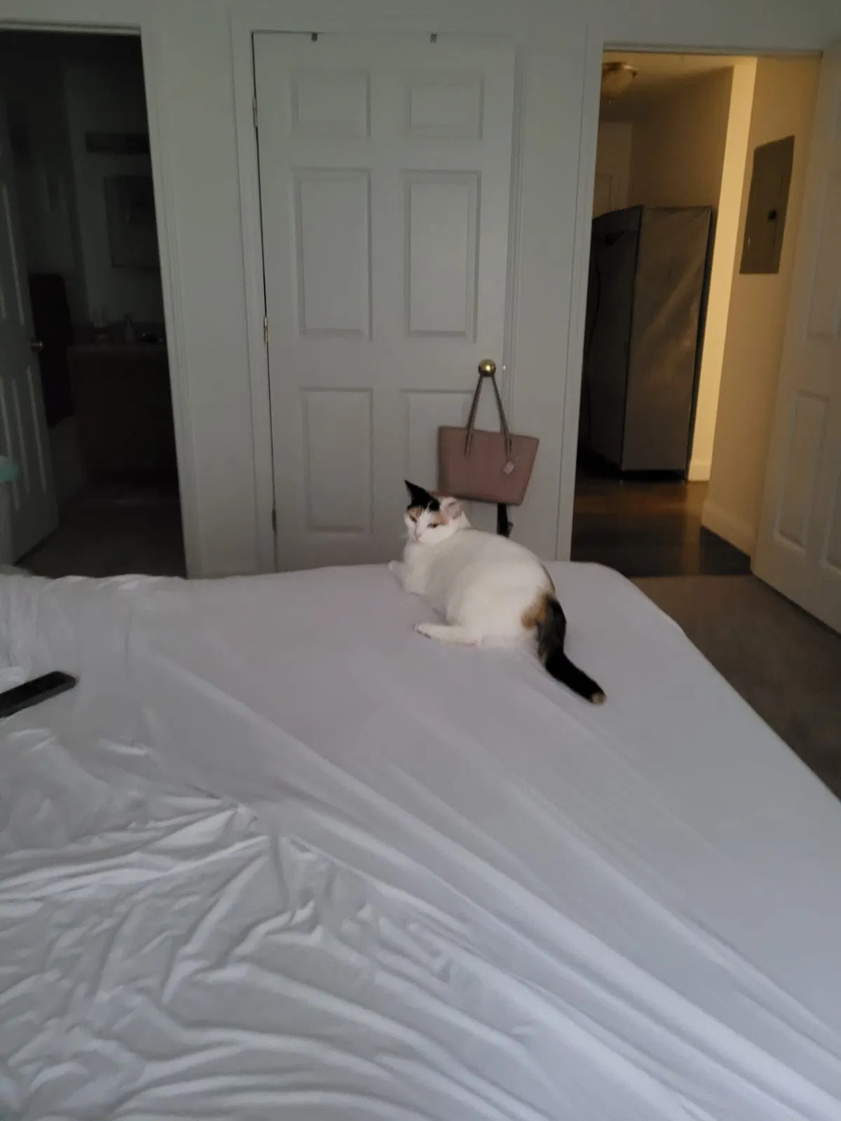 Lost cat in Nashua, NH, 3062