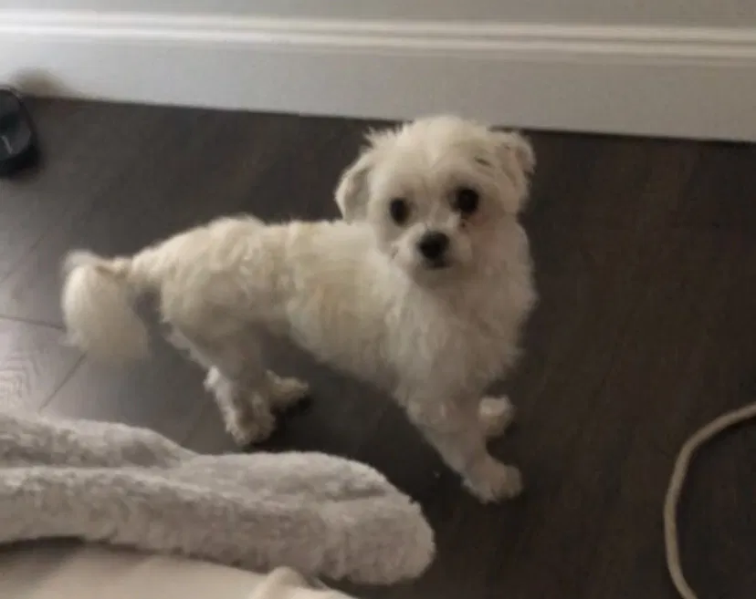 Lost dog in Kissimmee, FL, 34759