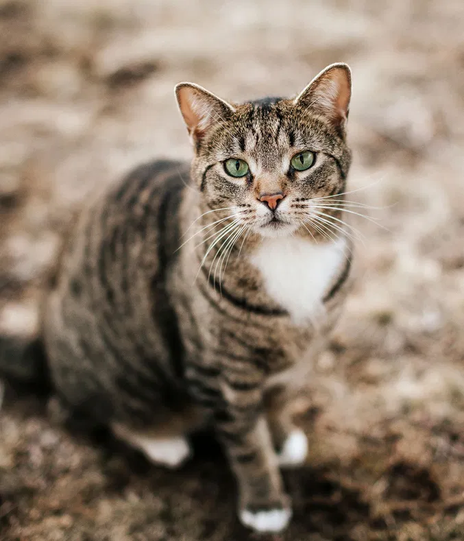 Lost cat in Miami, FL, 33146