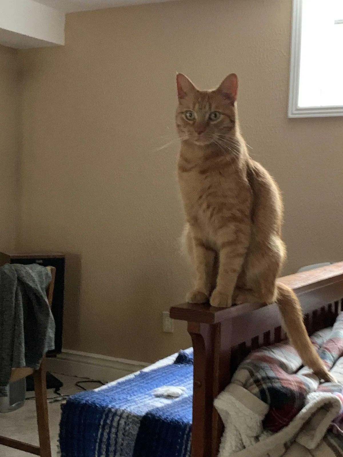 Lost cat in Pueblo, CO, 81003