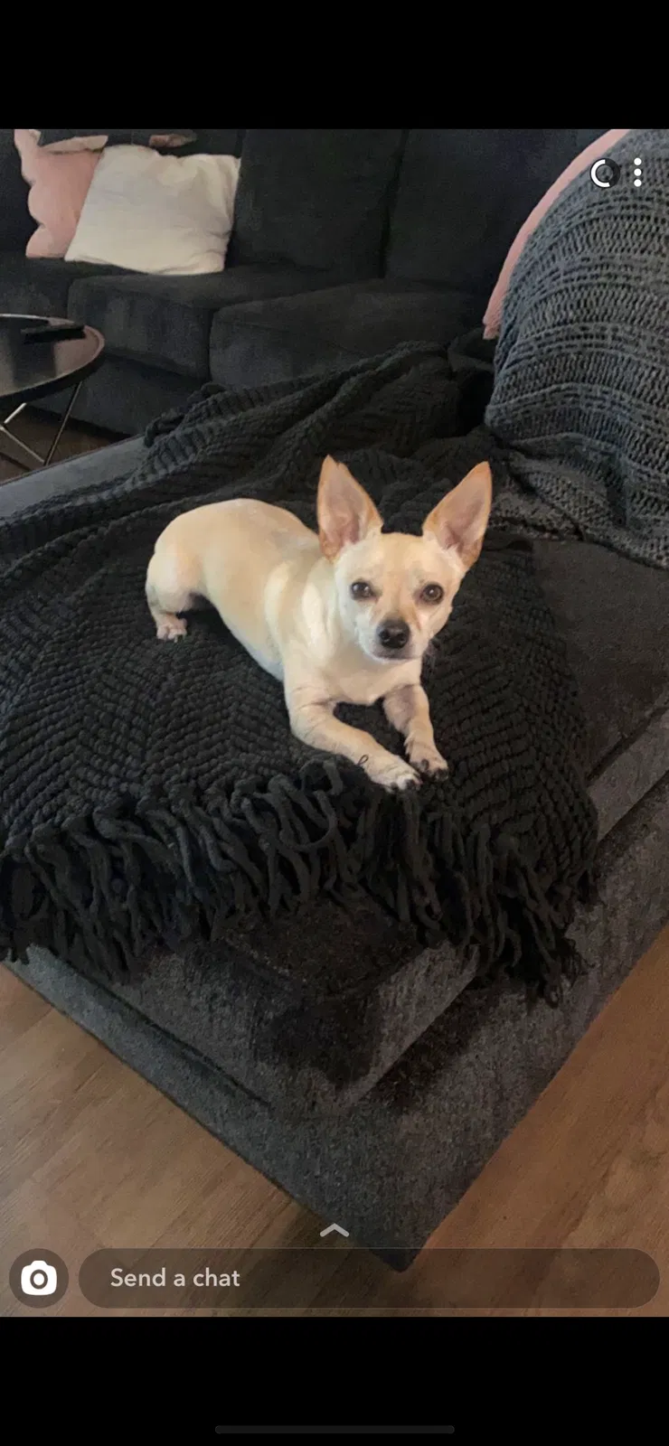 Lost dog in Pacoima, CA, 91331