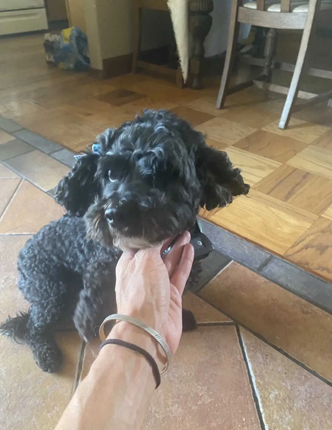 Lost dog in Cypress, CA, 90630