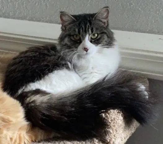 Lost cat in Mount Pleasant, MI, 48858