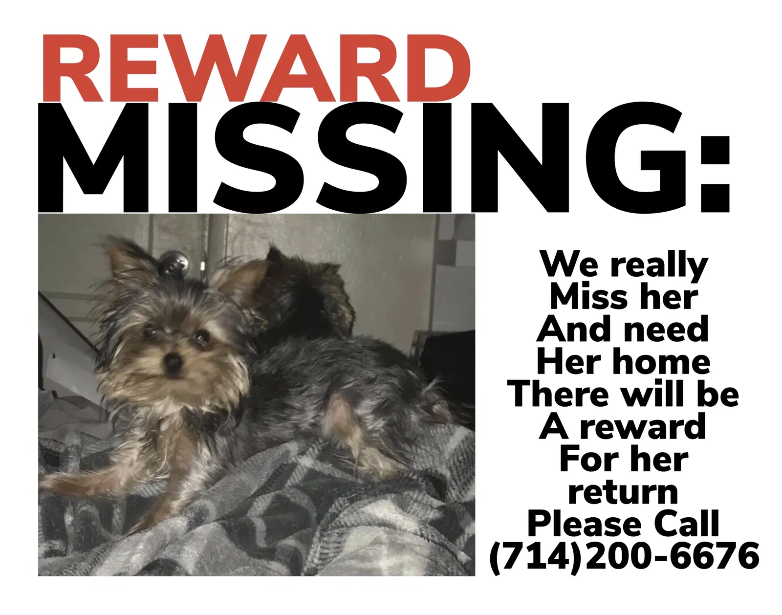 Lost dog in Bakersfield, CA, 93307