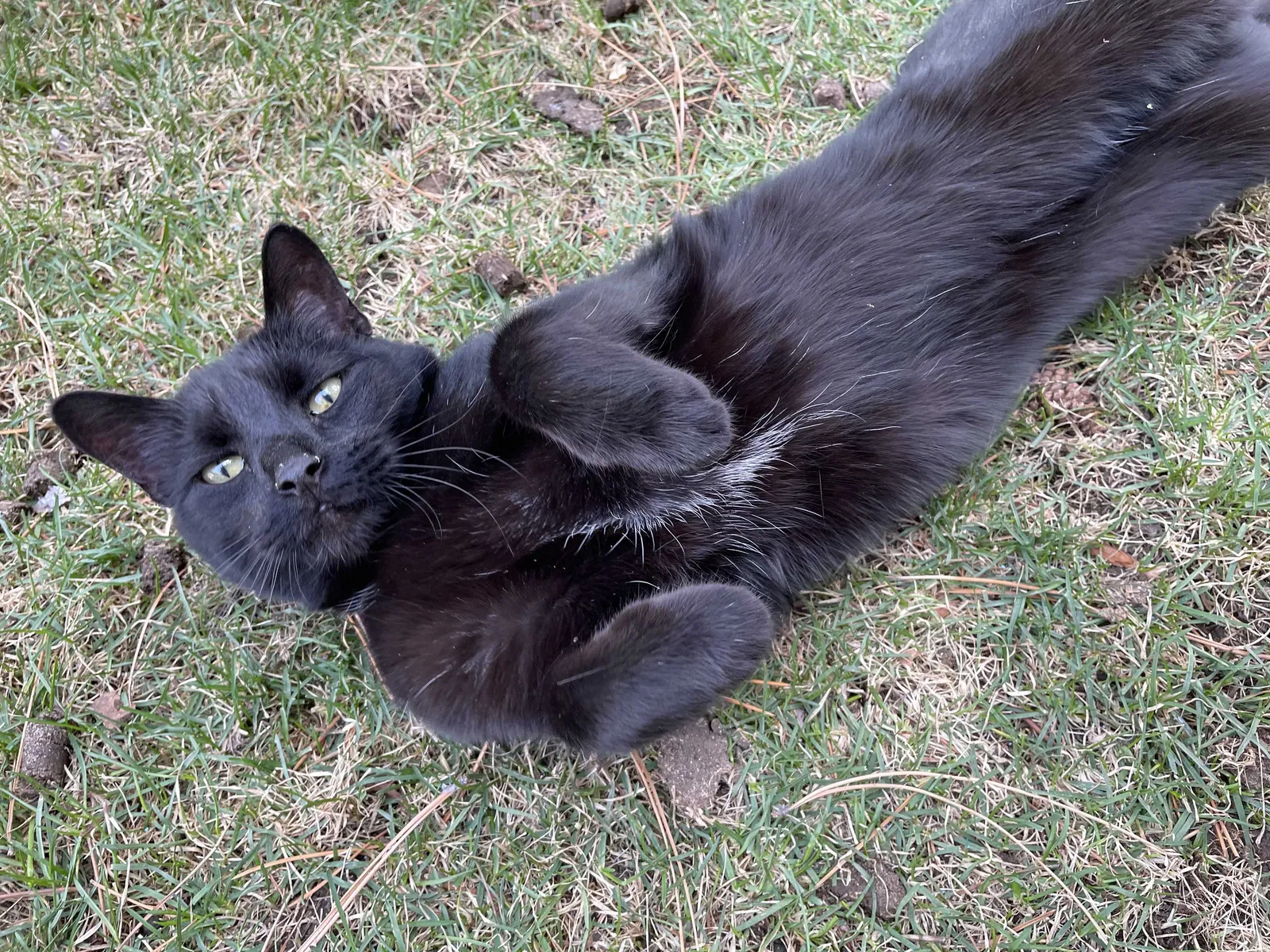 Lost cat in Littleton, CO, 80128