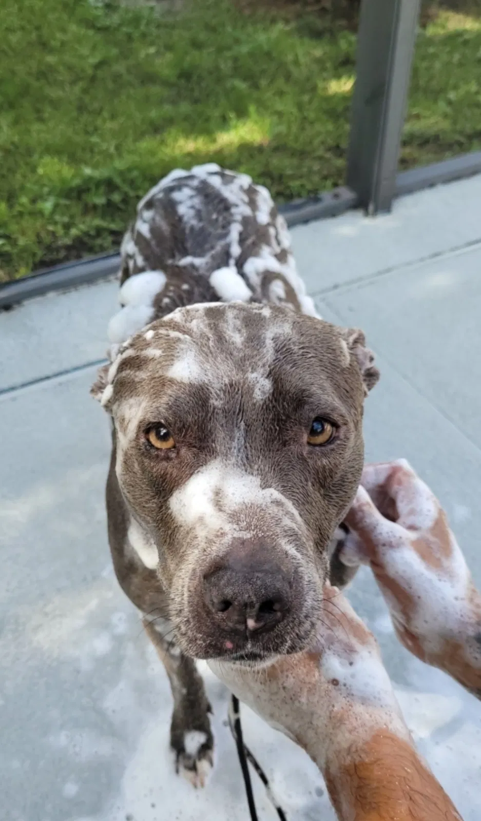 Lost dog in Orlando, FL, 32807