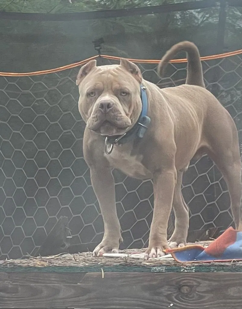 Lost dog in Brownsville, TX, 78526