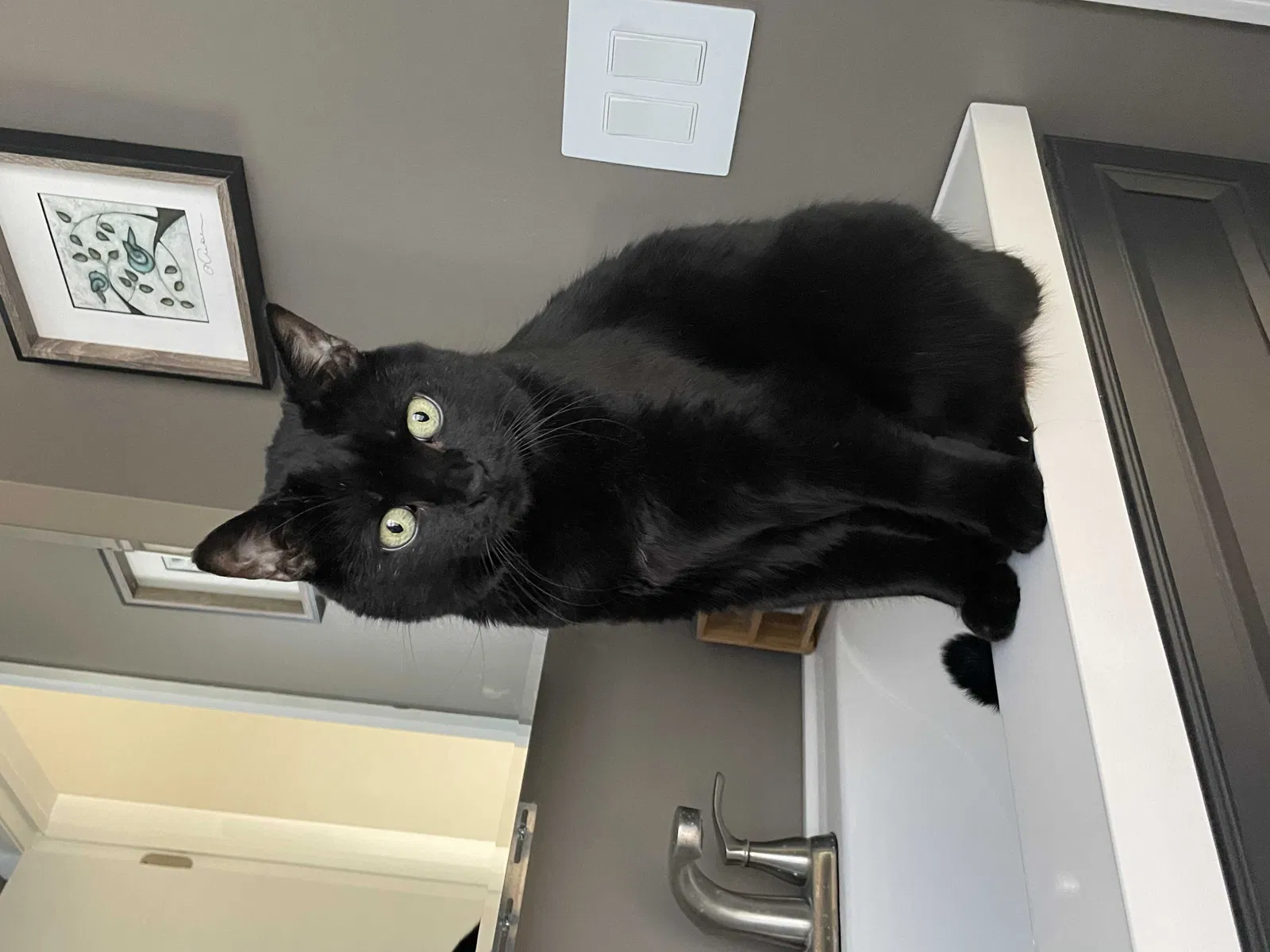 Lost cat in Columbus, OH, 43230