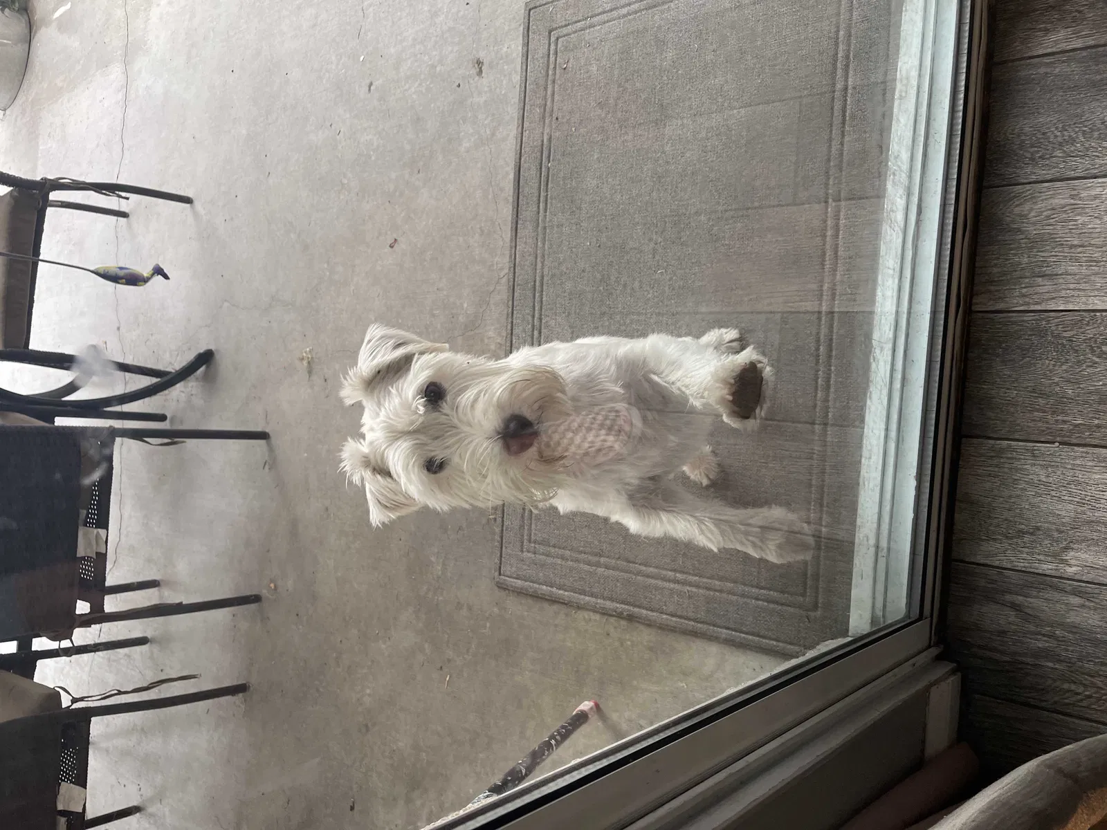 Lost dog in Fontana, CA, 92336