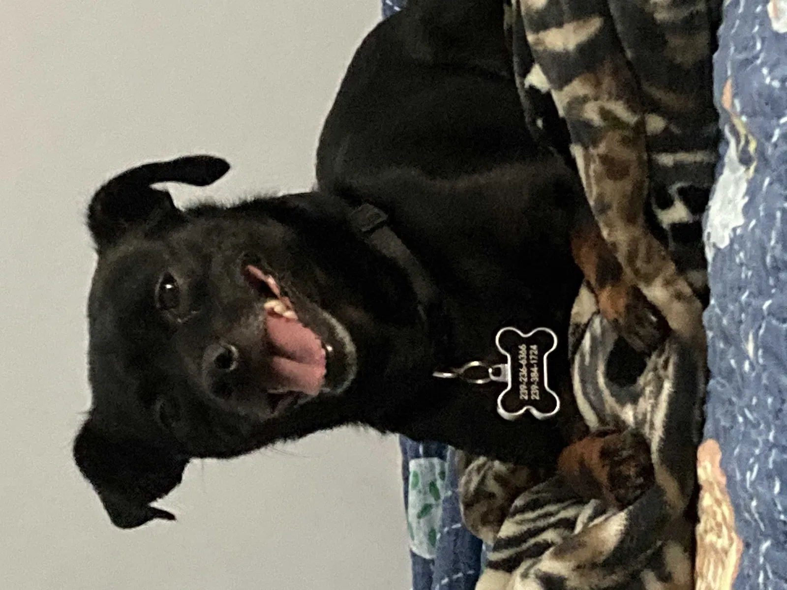 Lost dog in Naples, FL, 34114