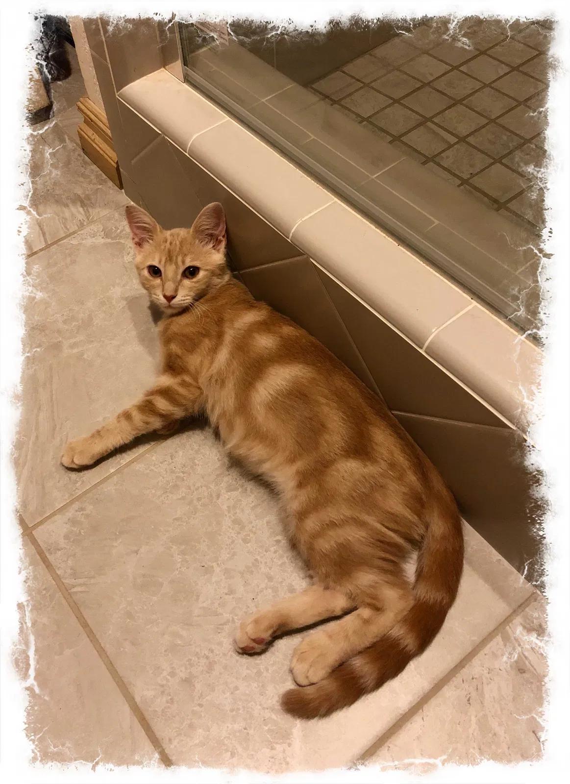 Lost cat in Noble, OK, 73068