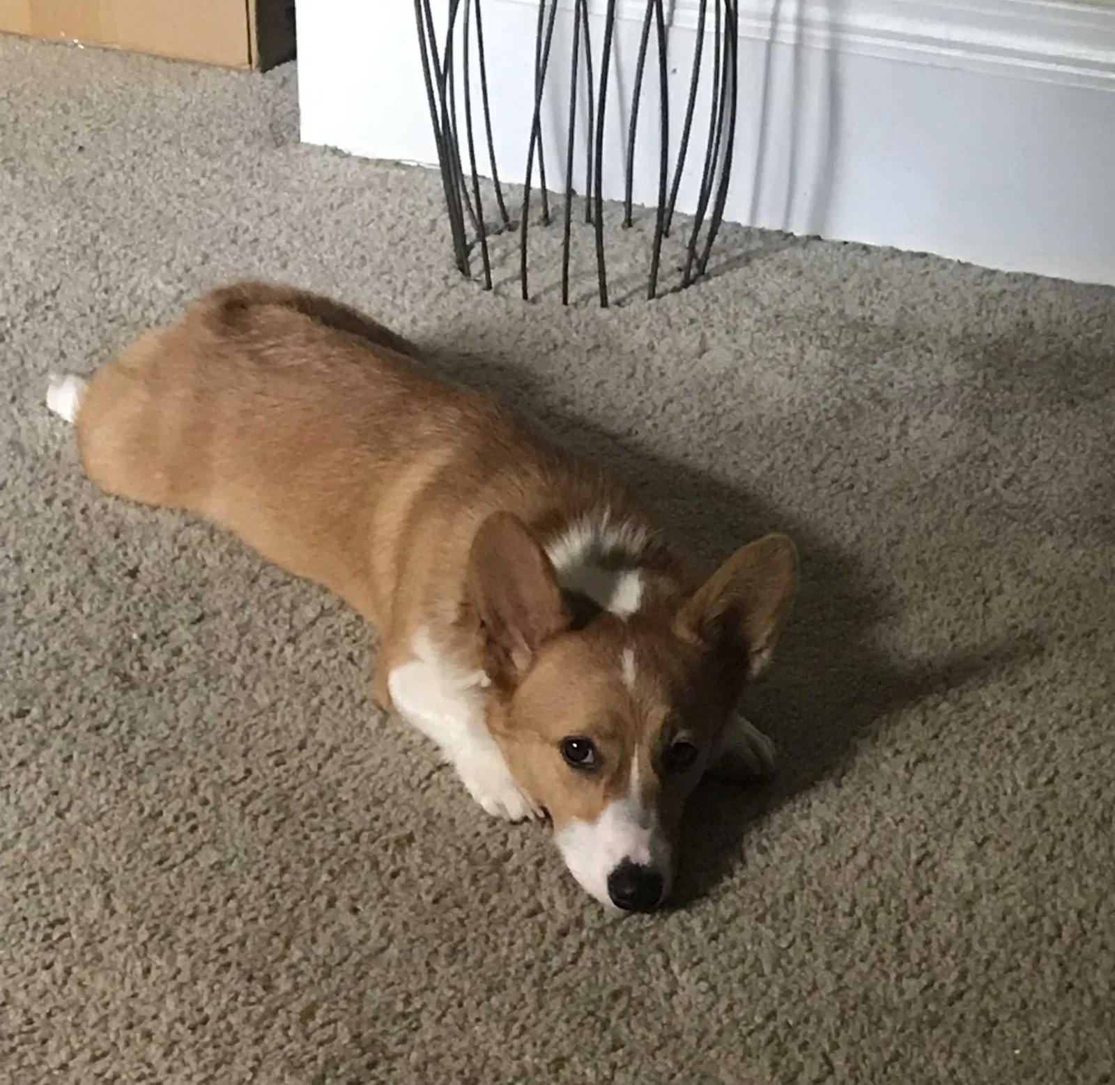 Lost dog in Finchville, KY, 40022