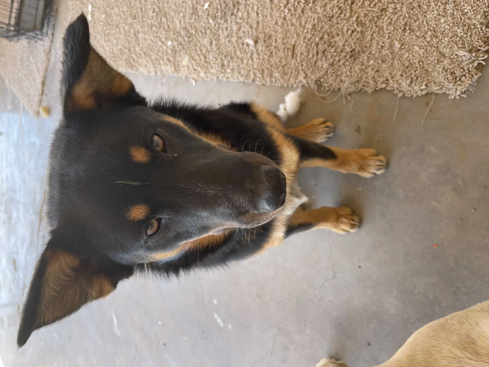 Lost dog in Las Vegas, NV, 89106