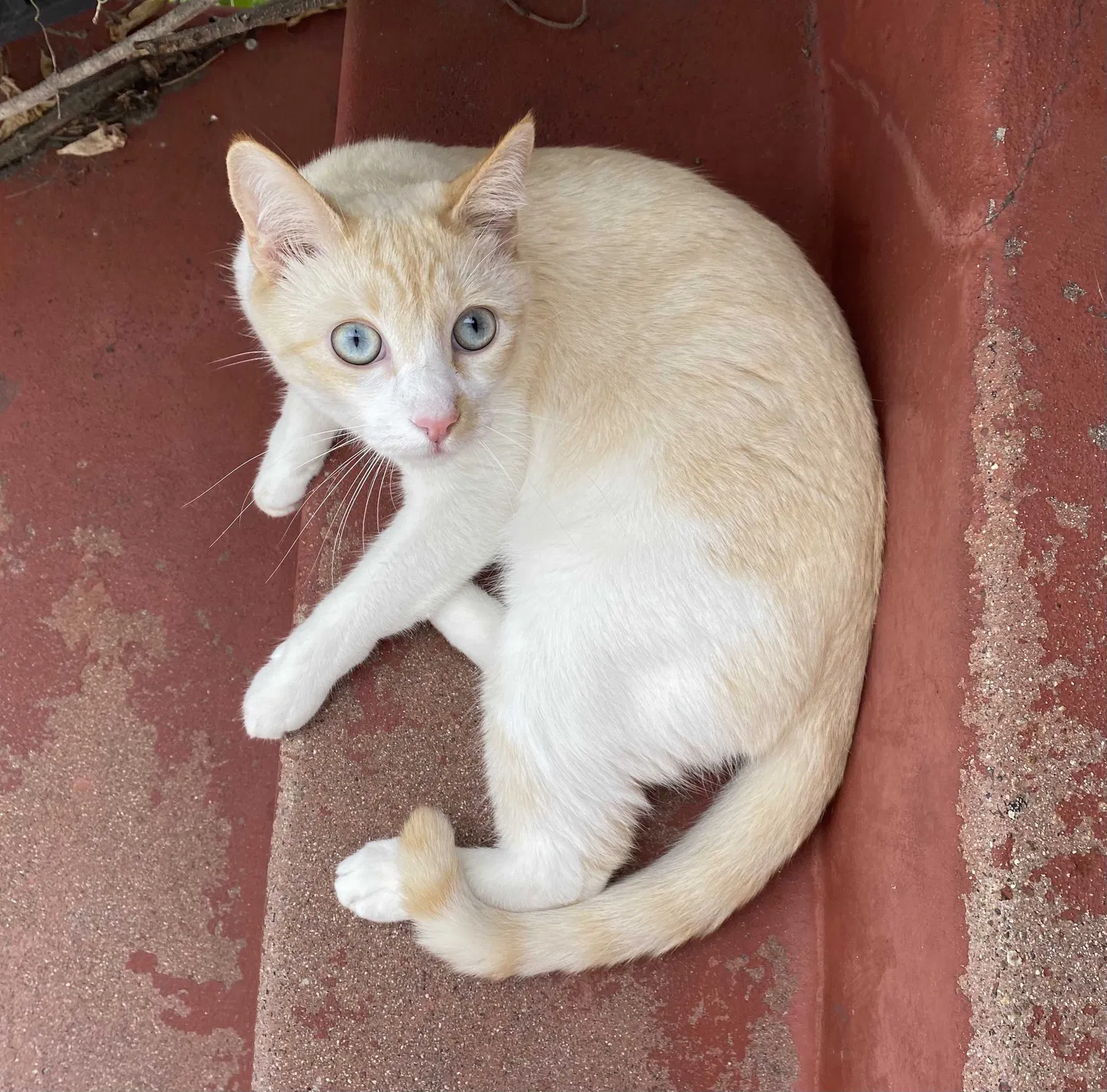 Lost cat in Coronado, CA, 92118