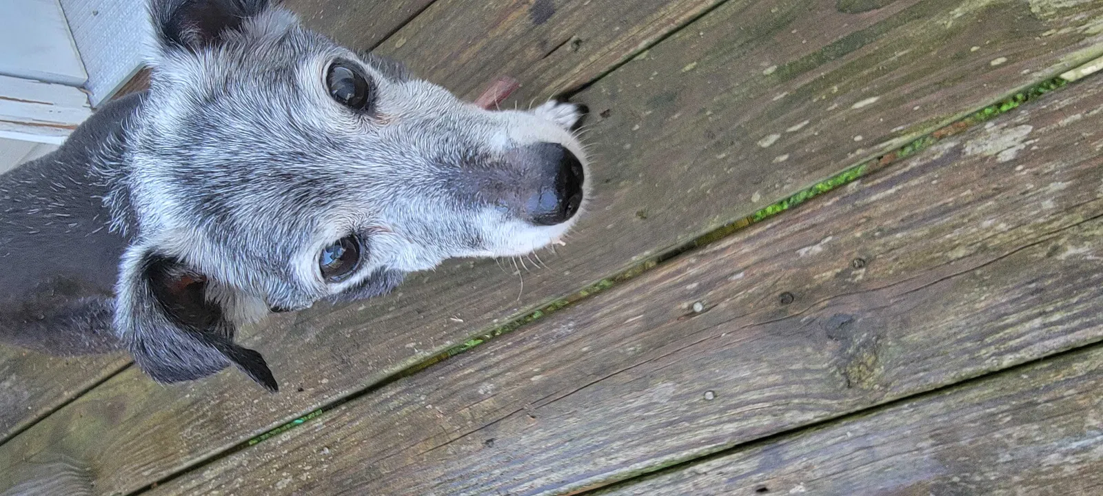 Found dog in Dandridge, TN, 37725