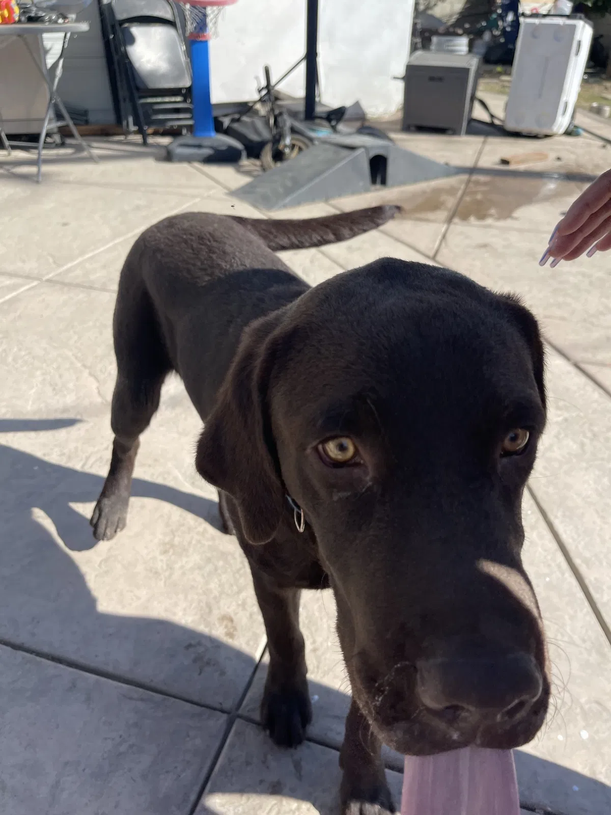 Lost dog in Santa Ana, CA, 92707