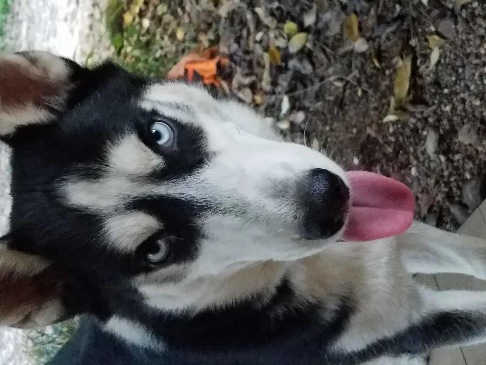 Lost dog in Magnolia, TX, 77354
