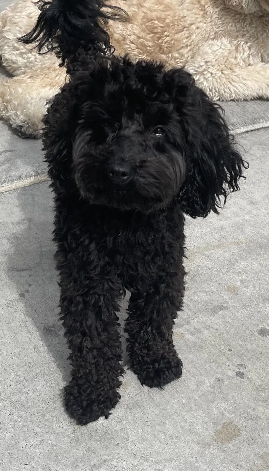 Lost dog in Las Vegas, NV, 89148