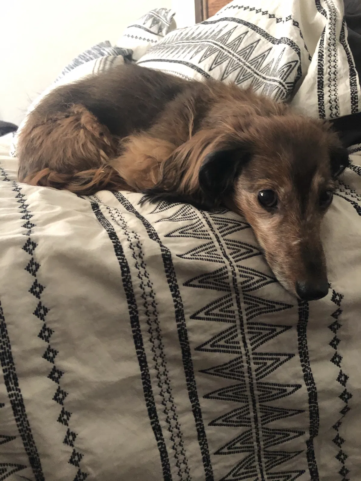 Lost dog in Escondido, CA, 92026