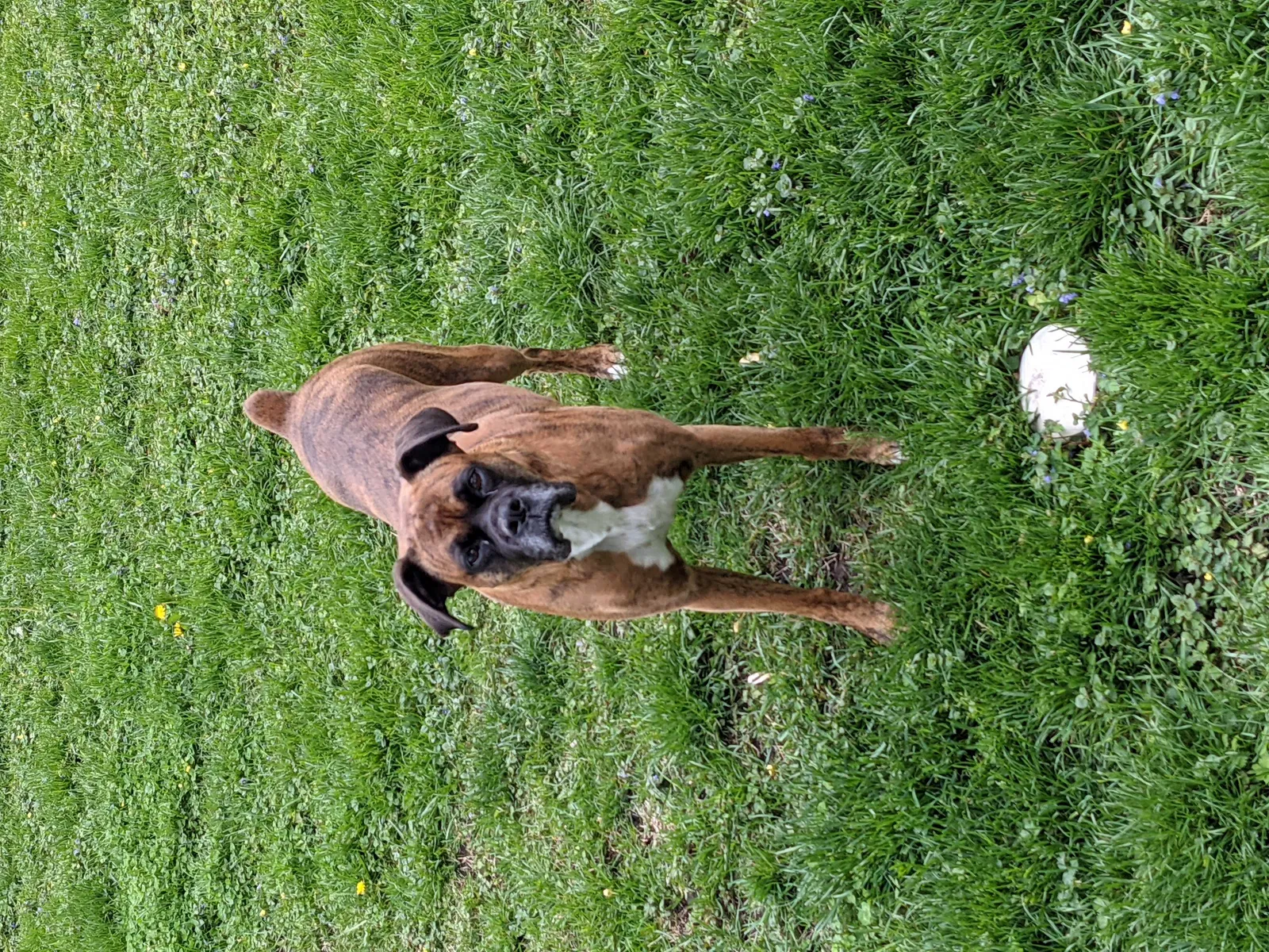 Lost dog in Plano, TX, 75023