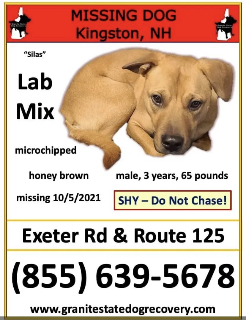 Lost dog in Exeter, NH, 3833