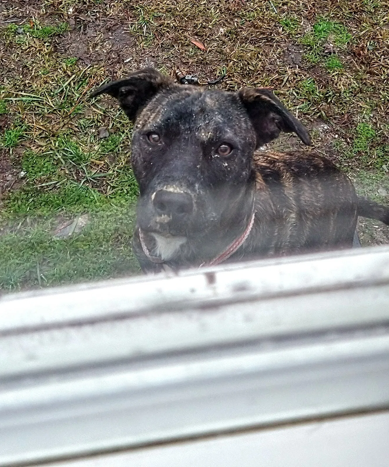 Lost dog in Mount Gilead, NC, 27306