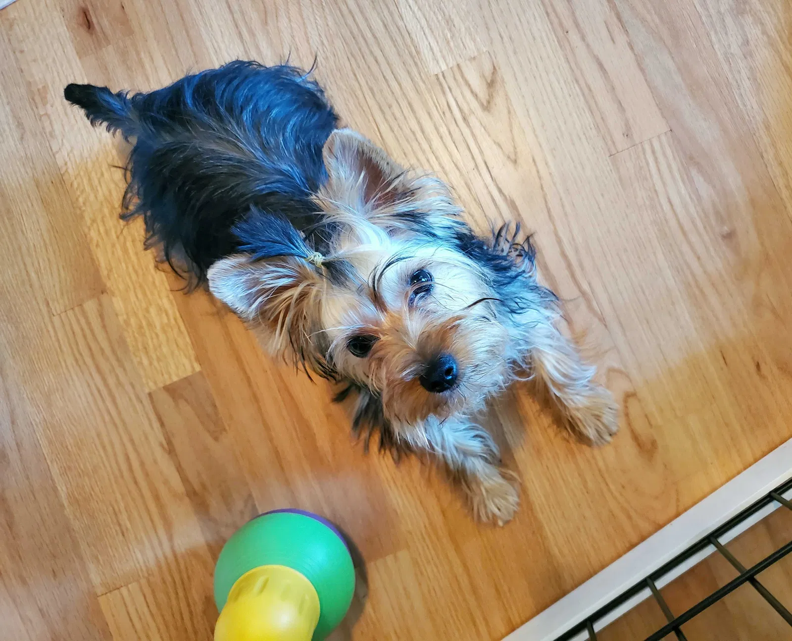 Lost dog in Houston, TX, 77065