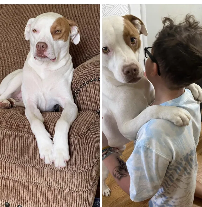 Lost dog in Pendleton, IN, 46064