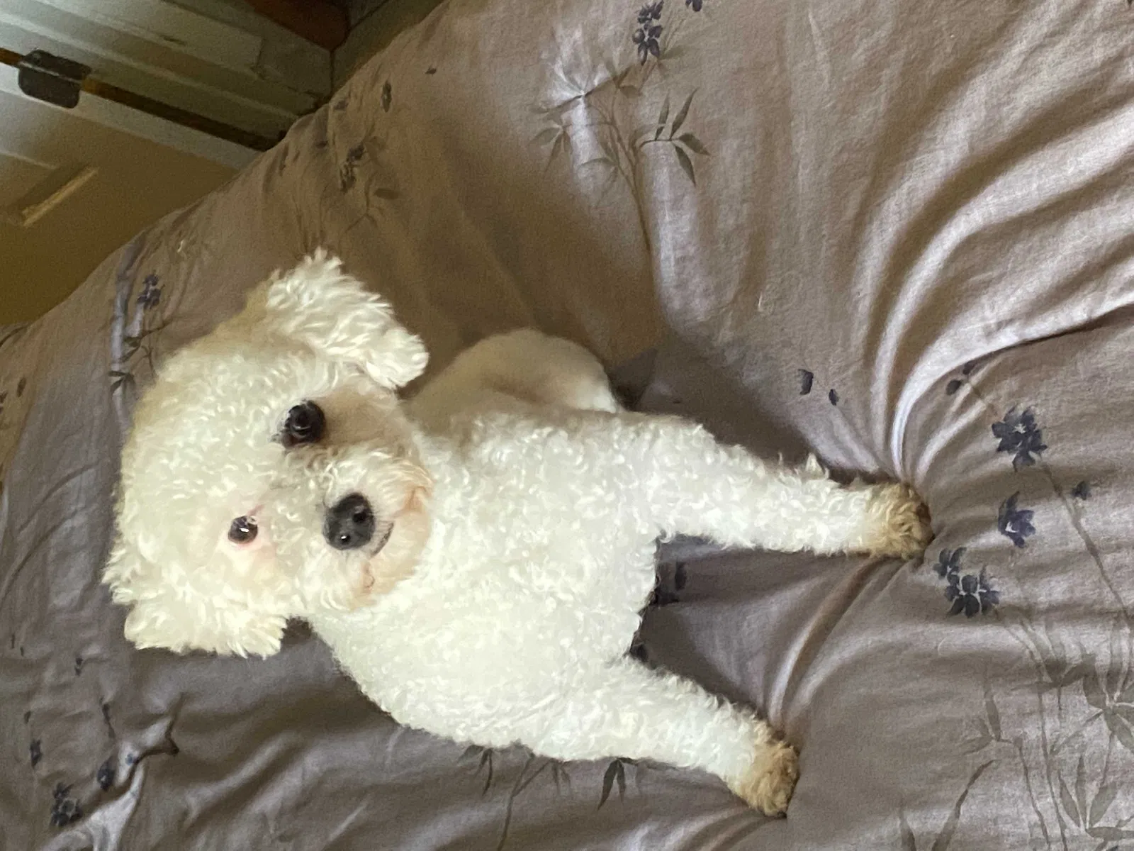 Lost dog in Chula Vista, CA, 91911