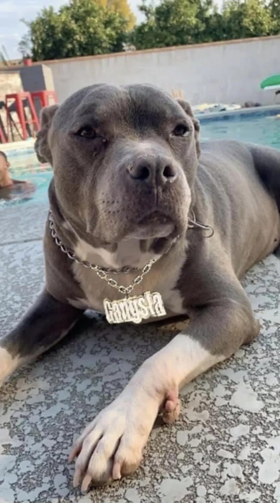 Lost dog in Scottsdale, AZ, 85251