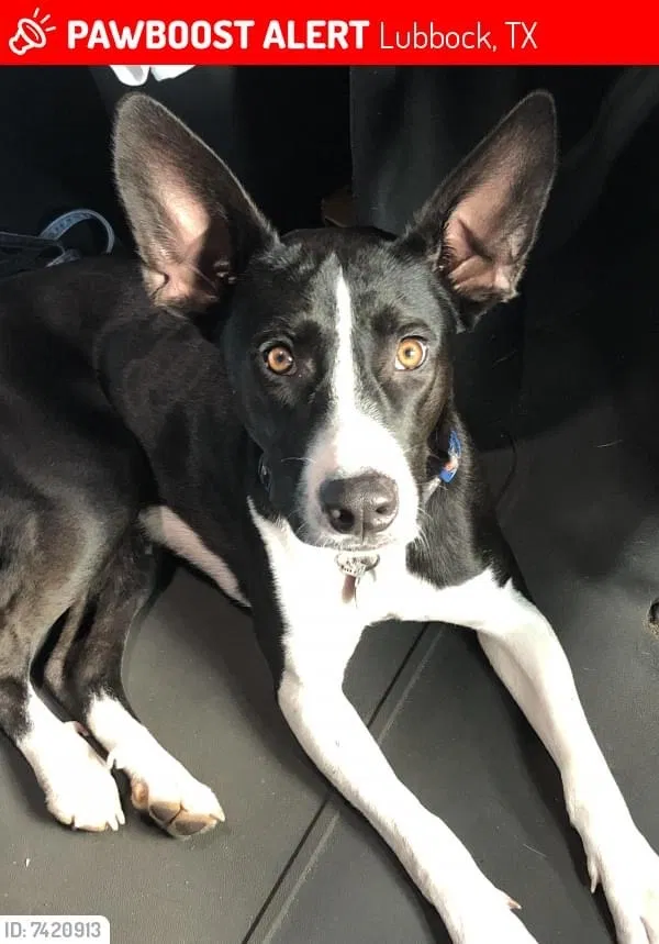 Lost dog in Lubbock, TX, 79412
