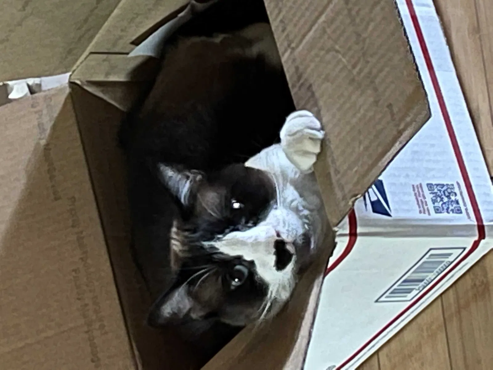 Lost cat in Fresno, CA, 93728