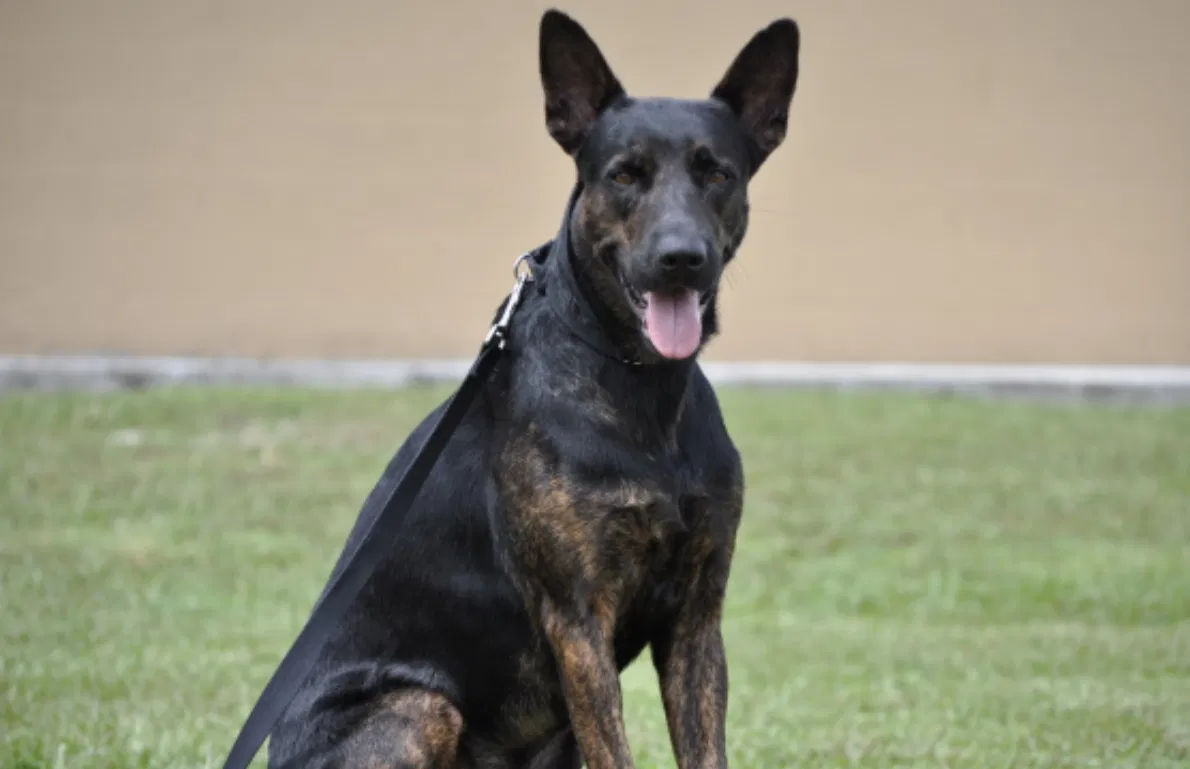 Lost dog in Miami, FL, 33185
