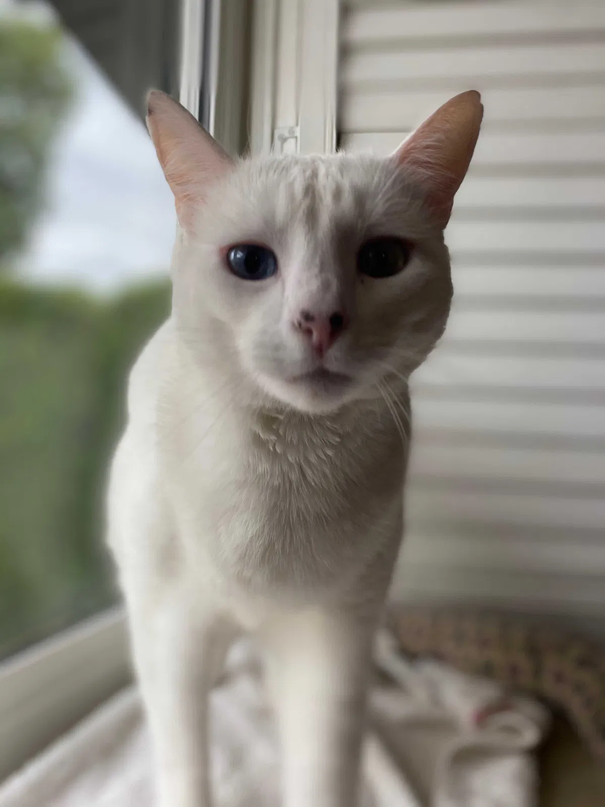 Lost cat in Glendora, CA, 91741