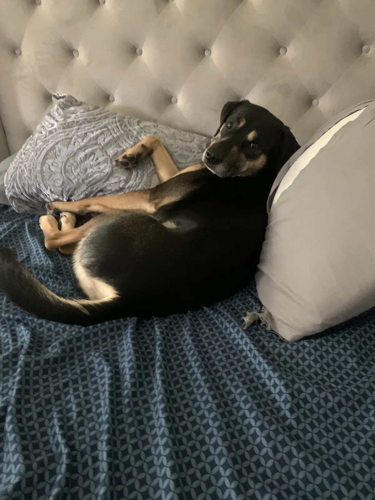 Lost dog in Augusta, GA, 30909