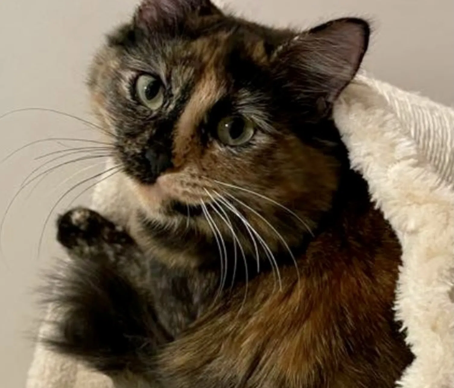 Lost cat in Omaha, NE, 68104
