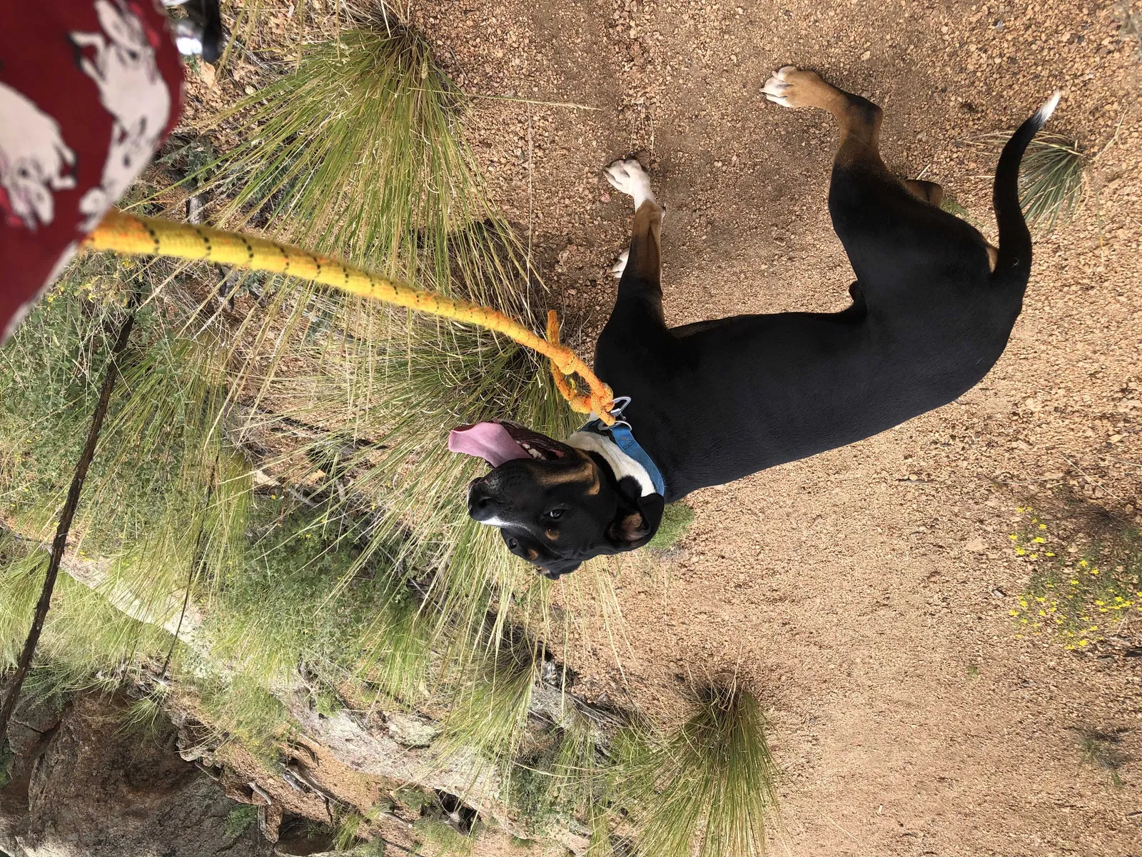 Lost dog in Colorado Springs, CO, 80918