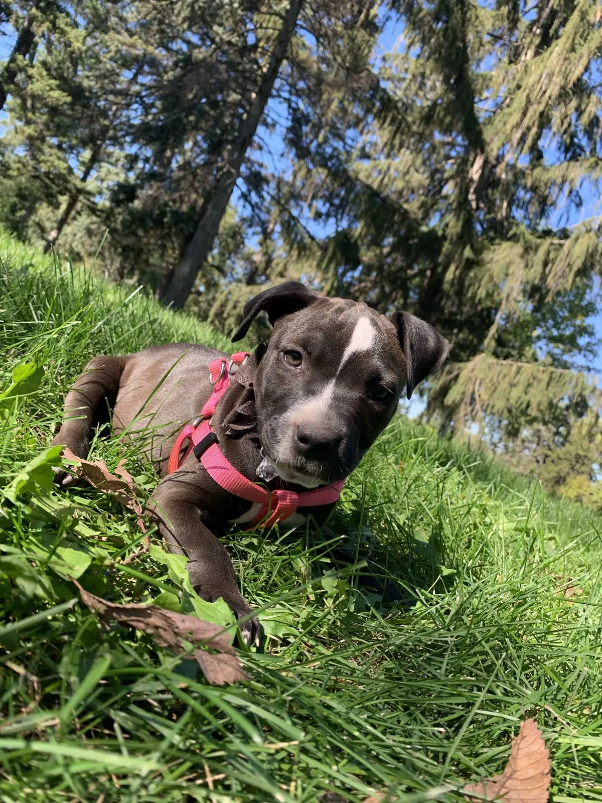 Lost dog in Minneapolis, MN, 55412