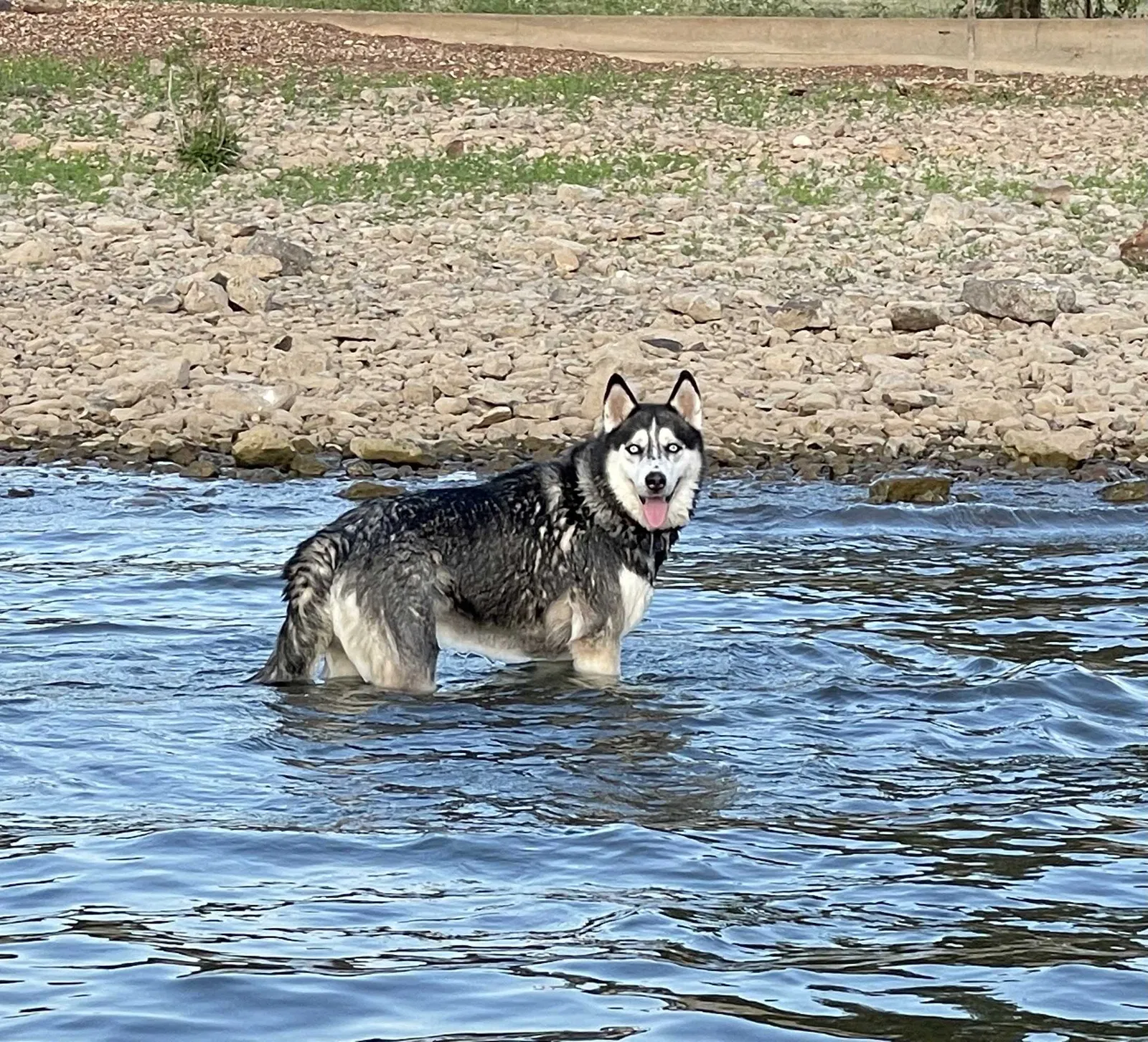 Lost dog in Tulsa, OK, 74132